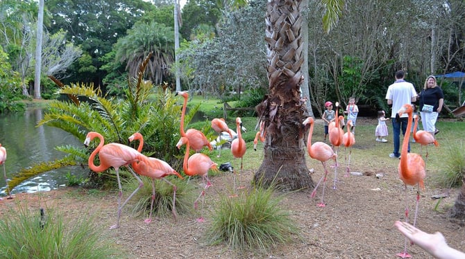 Jungle Gardens